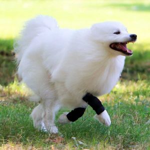 Sport Bandage für Hunde